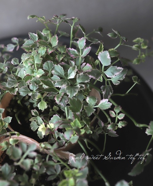 ���ꡡ�إե�ߥ󥴡� ������