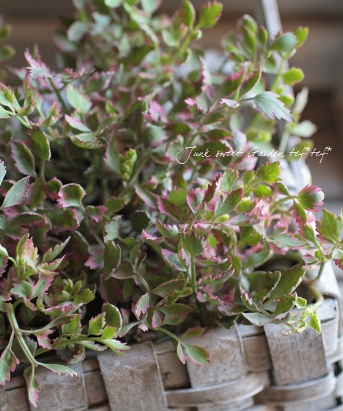 ���ꡡ�إե�ߥ󥴡� ������