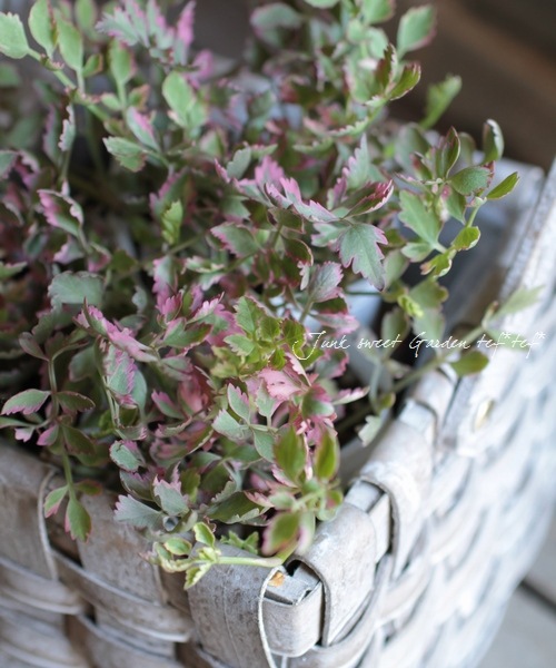 ���ꡡ�إե�ߥ󥴡� ������