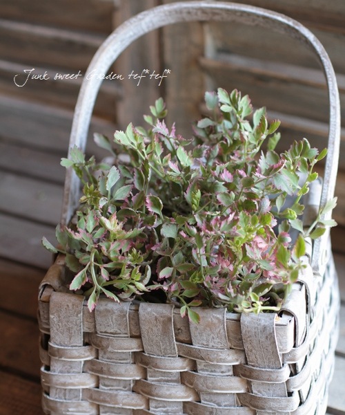 ���ꡡ�إե�ߥ󥴡� ������