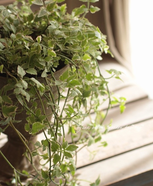 ���ꡡ�إե�ߥ󥴡� ������