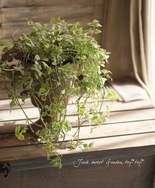 ���ꡡ�إե�ߥ󥴡� ������