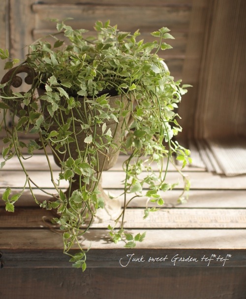 ���ꡡ�إե�ߥ󥴡� ������