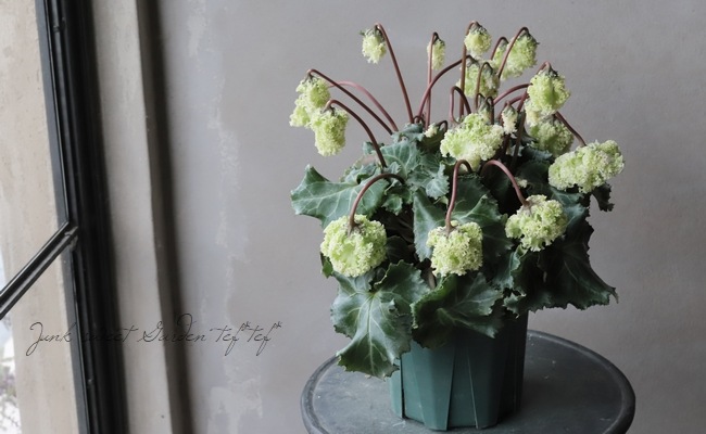 フリル咲き！シクラメン・コロナ 『ブリリアントグリーン』 | すべての