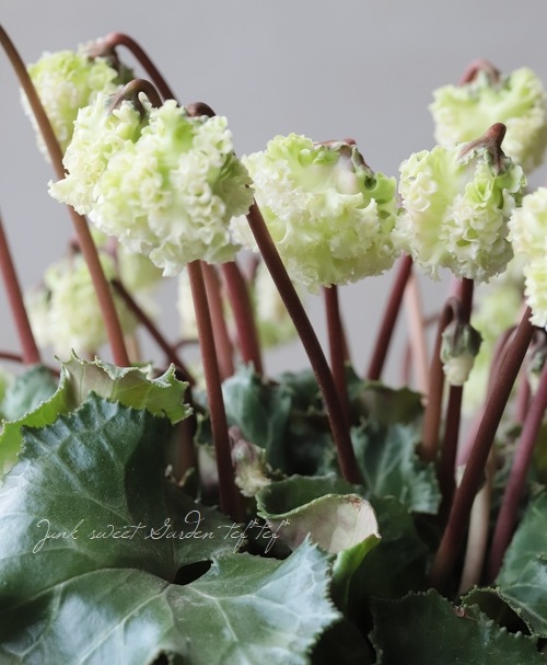 フリル咲き！シクラメン・コロナ 『ブリリアントグリーン』 | すべての