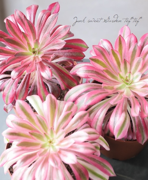 ��¿����ʪ�ۡ��إ��󥷥��Х�����åȡ� �������˥���°