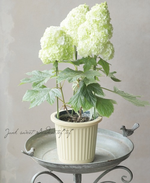 柏葉紫陽花 コンパクト品種 『ハーモニー』 【花後価格20％off