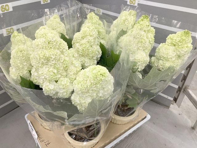���ջ��۲֡�����ѥ����ʼ�إϡ���ˡ���