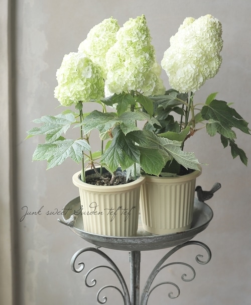 柏葉紫陽花 コンパクト品種 『ハーモニー』【花後価格20％off