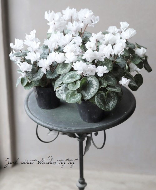 MONARCH 限定カラー　ホワイトシルバー 八重咲きシクラメン 『フェアリーピコ』 小輪系ホワイト | すべての