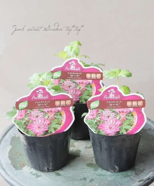 アストランチャ ローマ すべての商品 Junk Sweet Garden Tef Tef
