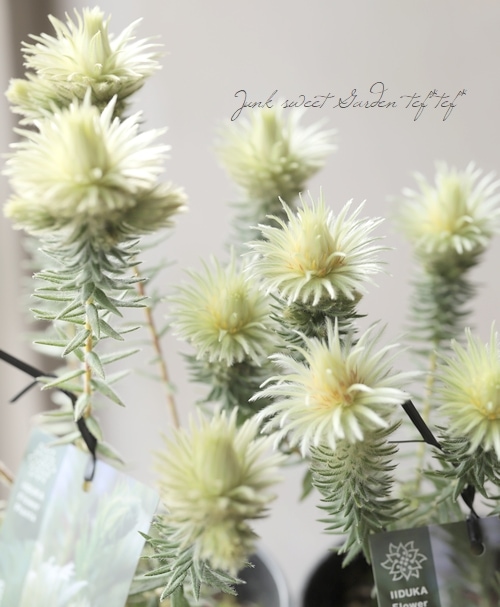 フィリカ・プベッセンス 『ワフトフェザー』 | すべての商品 | | Junk