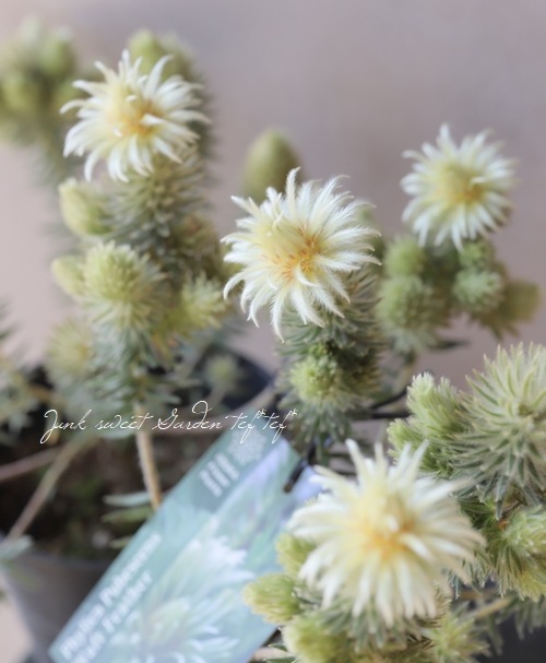 フィリカ プベッセンス ワフトフェザー すべての商品 Junk Sweet Garden Tef Tef