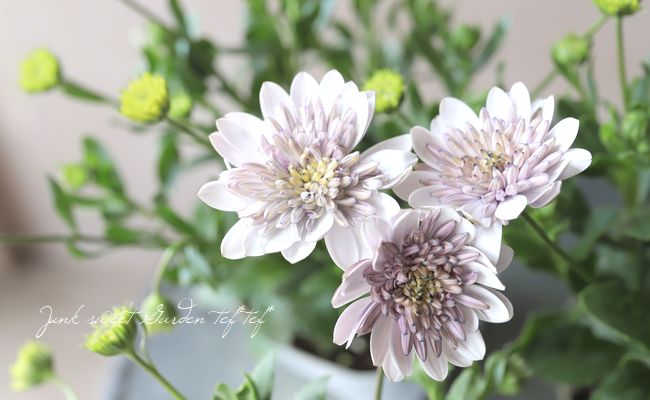 オステオスペルマム・ダリーナダブル 『ペドロ』 | すべての商品