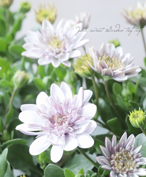 オステオスペルマム・ダリーナダブル 『ペドロ』 | すべての商品