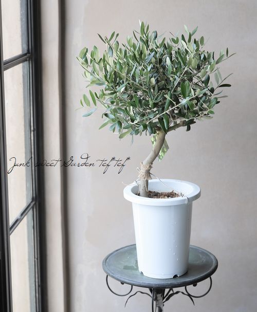 ���꡼�֡��إ�å��١������ɤ����ɳ������ߺϲ�souju���� �ȥԥ��꡼��Ω�� ��No.3��