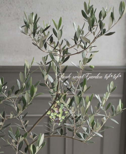 オリーブ 『ルッカ』 樹形良し！良株！ 盆栽屋soujuさん トピアリー