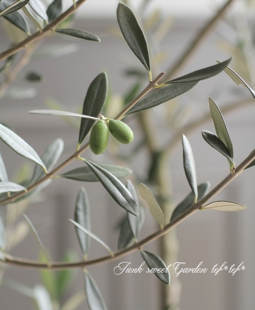 ���꡼�֡��إ�å��١������ɤ����ɳ������ߺϲ�souju���� �ȥԥ��꡼��Ω�� ��No.3��