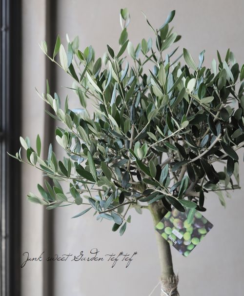 オリーブ 『ルッカ』 樹形良し！良株！ 盆栽屋soujuさん トピアリー