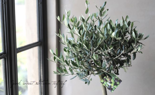 ���꡼�֡��إ�å��١������ɤ����ɳ������ߺϲ�souju���� �ȥԥ��꡼��Ω�� ��No.3��