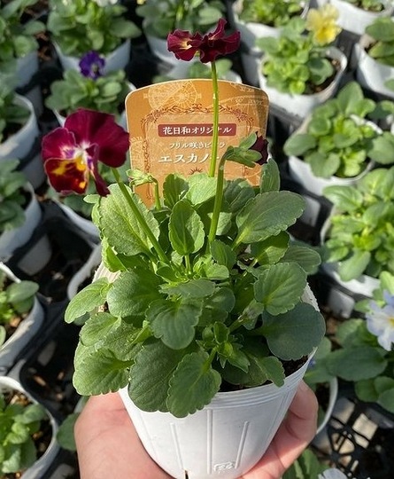 ���ե��餭�ӥ��顡�إ������Ρ���� �����¥��ꥸ�ʥ�