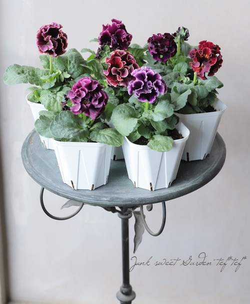 ����ƣ����������ɥѥ󥸡������������ɥ�������ȥ�ͥå� �إ�����