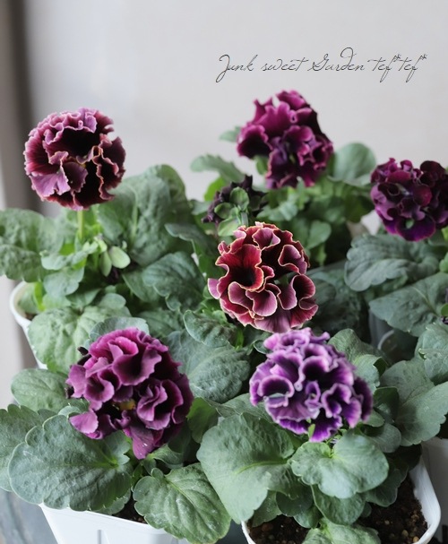 ����ƣ����������ɥѥ󥸡������������ɥ�������ȥ�ͥå� �إ�����