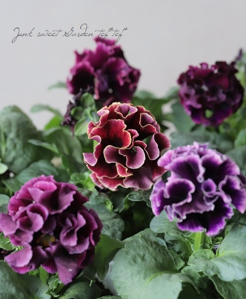 ����ƣ����������ɥѥ󥸡������������ɥ�������ȥ�ͥå� �إ�����