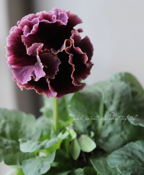 ����ƣ����������ɥѥ󥸡������������ɥ�������ȥ�ͥå� �إ�����