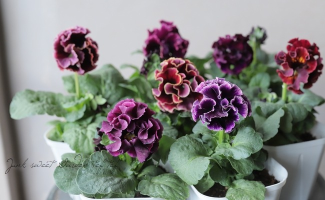 ����ƣ����������ɥѥ󥸡������������ɥ�������ȥ�ͥå� �إ�����