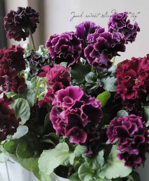 ����ƣ����������ɥѥ󥸡������������ɥ�������ȥ�ͥå� �إ�����