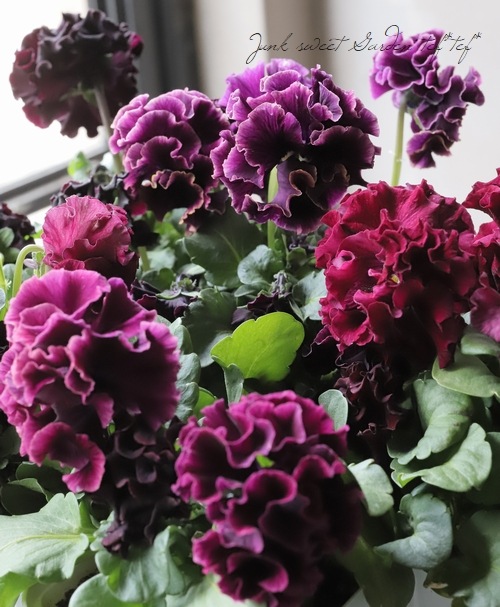 ����ƣ����������ɥѥ󥸡������������ɥ�������ȥ�ͥå� �إ�����