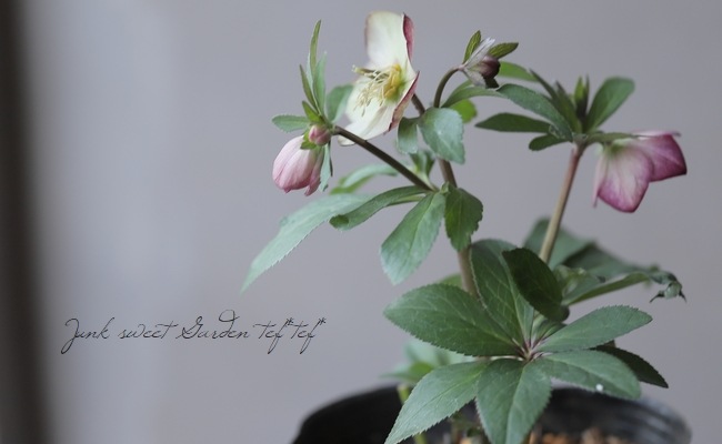 横山園芸】 クリスマスローズ 『プチドール』 【C】 | すべての商品