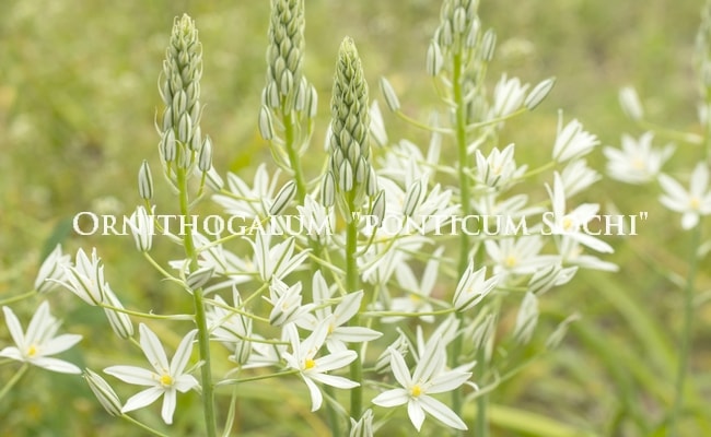 球根】 オーニソガラム 『ポンティクム・ソチ』 | 球根 | | Junk sweet