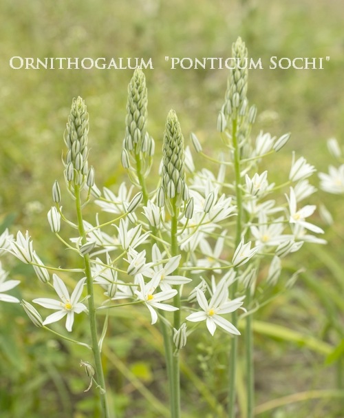 球根】 オーニソガラム 『ポンティクム・ソチ』 | 球根 | | Junk sweet