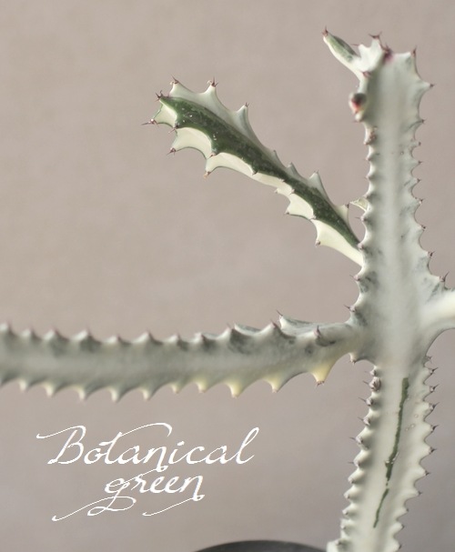 ユーフォルビア 『ホワイトゴースト』 A 室内で育てられる！ | すべて