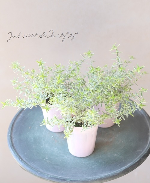 新品　ドゥーズィエムクラス 定価¥3万6300円　スタンダードPT パープル ディラン パープル EDP 100 ml パープル | VERSACE JP