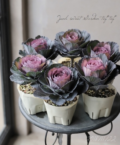 □葉牡丹 『萌花ブラック』 | すべての商品 | | Junk sweet Garden tef