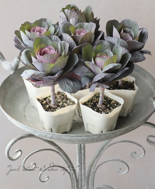 the other flower(花たん)『椿〜楓」6枚+購入特典付 Primrose Flower