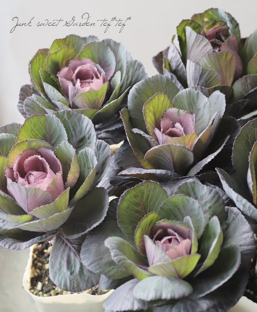 □葉牡丹 『萌花ブラック』 | すべての商品 | | Junk sweet Garden tef