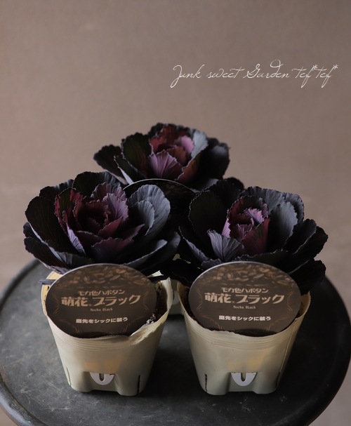 ���ղ�ð����˨�֥֥�å���