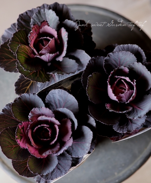 ���ղ�ð����˨�֥֥�å���