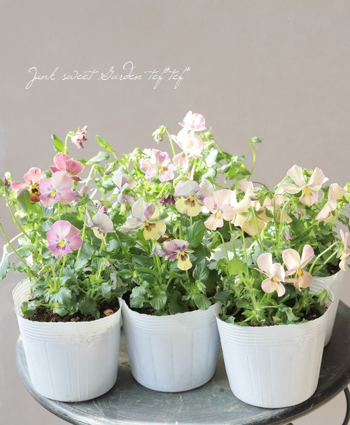 心花 CCS 23AN momoko | PW-momoko | PetWORKs