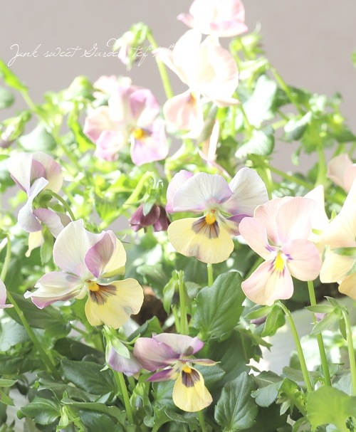 ○ROKA HEARTS 育種ビオラ 『ブルーウィングス交配反転咲き』 【A