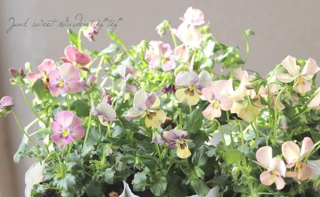 ○ROKA HEARTS 育種ビオラ 『ブルーウィングス交配反転咲き』 【A