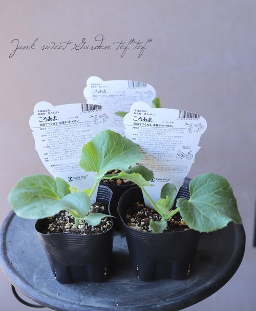家庭菜園 家庭で作れる 素人メロン ころあま すべての商品 Junk Sweet Garden Tef Tef