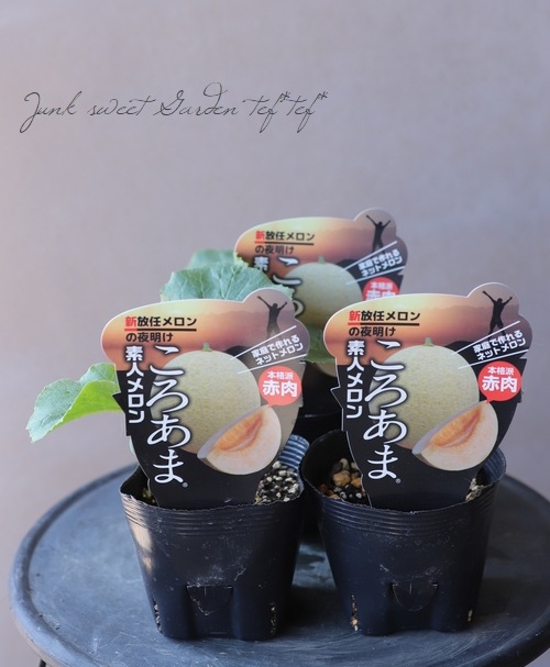 家庭菜園 家庭で作れる 素人メロン ころあま すべての商品 Junk Sweet Garden Tef Tef