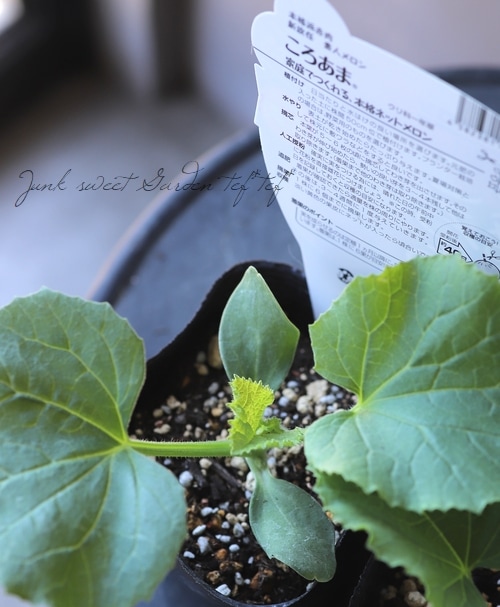 家庭菜園 家庭で作れる 素人メロン ころあま すべての商品 Junk Sweet Garden Tef Tef