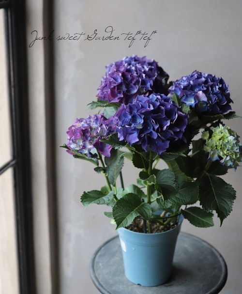 ハイドランジア 紫陽花 『パープルビューティー』 | Flower Species