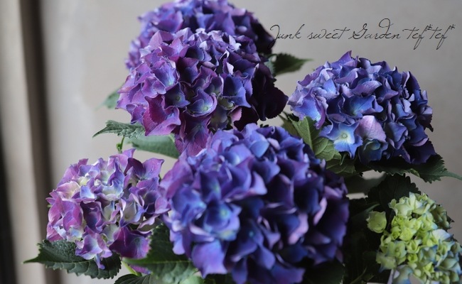 ハイドランジア 紫陽花 『パープルビューティー』 | Flower Species